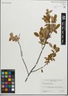 Foto von Salix pedicellaris Pursh